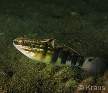 Muck & Macro Dive Trip, Goby