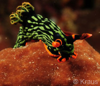 Coleman Shrimp, Bali Night Dive