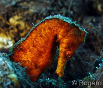 Puri Jati Dive Trip, Seahorse