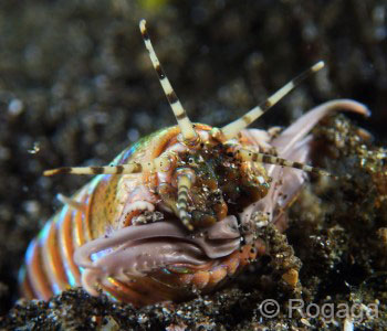 Secret Bay Trip, Worm Bobbit