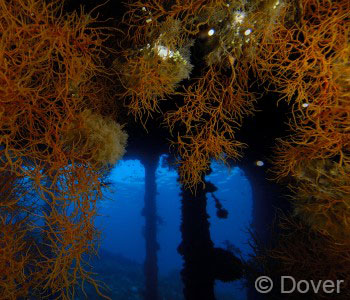 USAT Liberty Shipwreck Dive Trip, Wreck