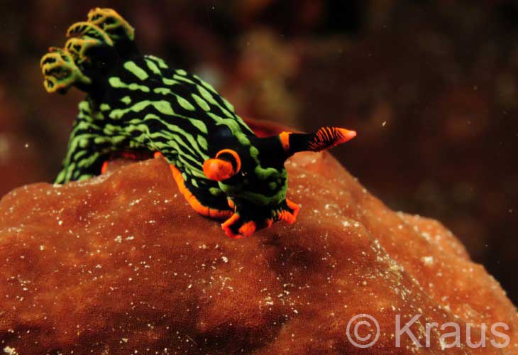 Kubaryana nembrotha nudibranch (Nembrotha kubaryana)