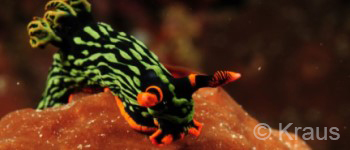 Sea Slugs and Nudibranchs Awareness