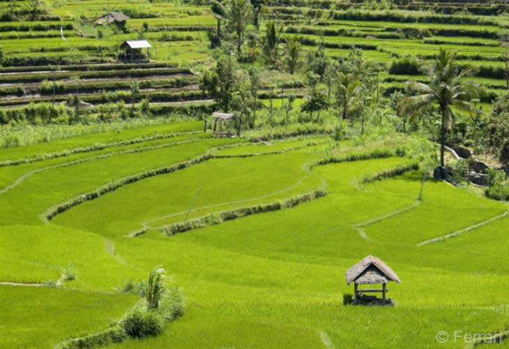 Tegallalang-Rice-Terrace