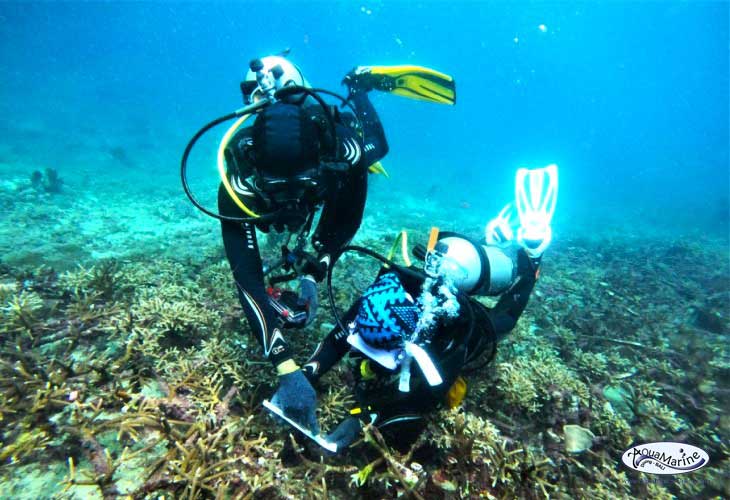 Coral-Monitoring