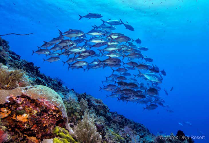 Scuba-Diving-Indonesia-Lembeh