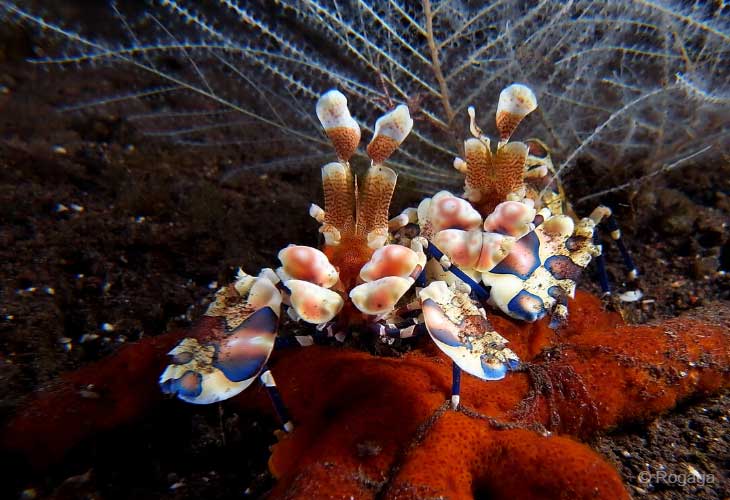 2023-Best-of-Bali-Dive-Safari-Package