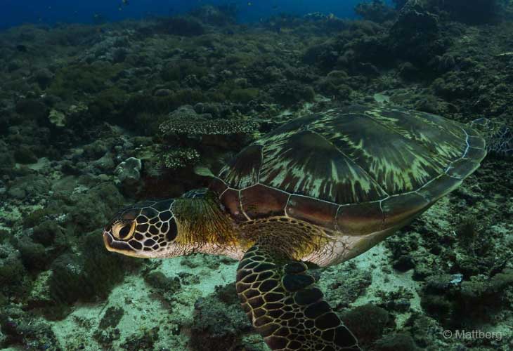 Best-of-Bali-Dive-Safari-Package-Detail