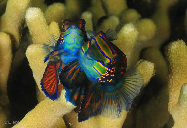 Bali's-Scuba-Diving-Mandarinfish