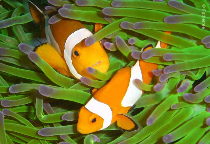 Bali-eNews-Potluck-Diving
