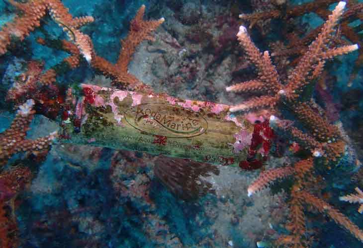 Blue-Project-Coral-Restoration