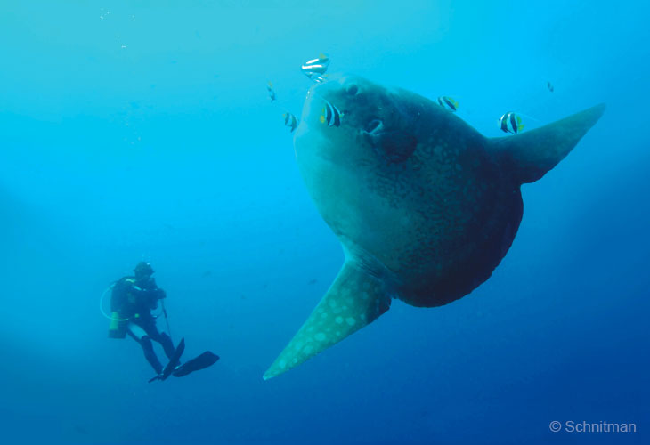 Diving-MM-with-AMDB