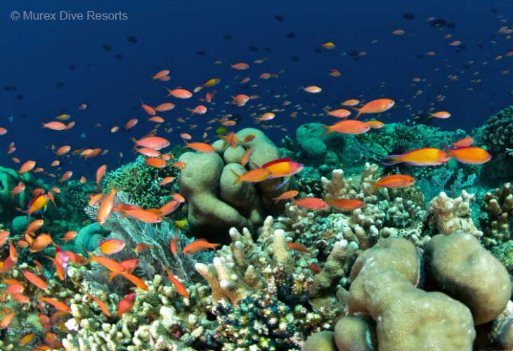 Bunaken-Marine-Park-Colourful-Anthias