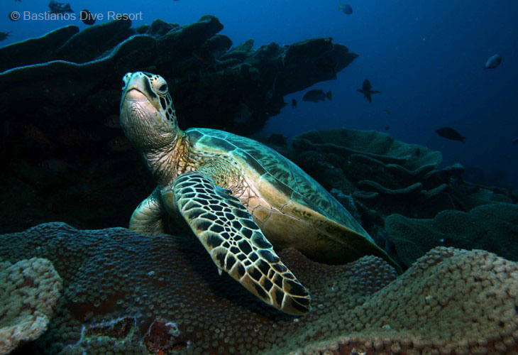 Bunaken-Marine-Park-Turtle