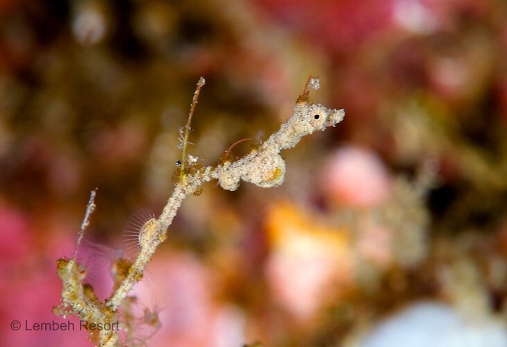 Lembeh-Sea-Dragon