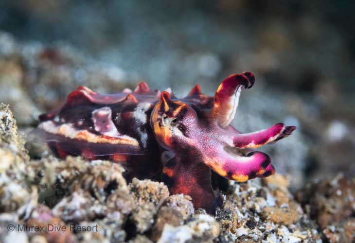 Lembeh-Strait-Nudibranch
