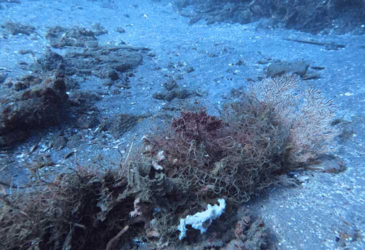 Plastic-Pollution-Broken-Sea-Fan