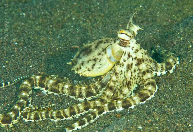 Dive-Site-Amed-Octopus-Mimic