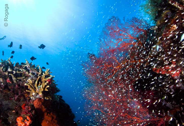 Dive-Site-Amed-Seafans