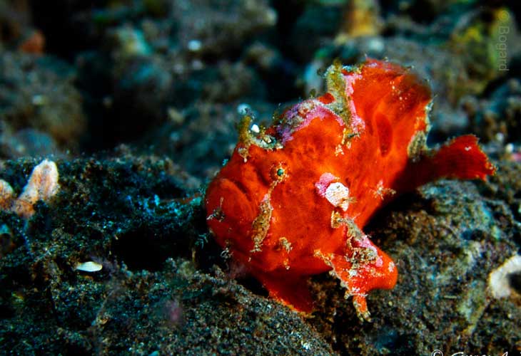 Tulamben-Bay-Frogfish-Freckled