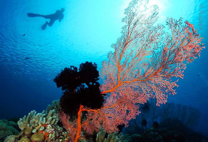 Tulamben-Bay-Sea-Fan-Gorgonian