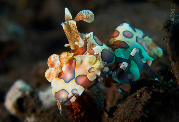 Tulamben-Bay-Shrimp-Harlequin