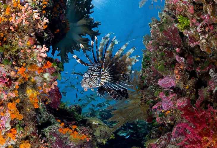Wakatobi-Island-Lionfish
