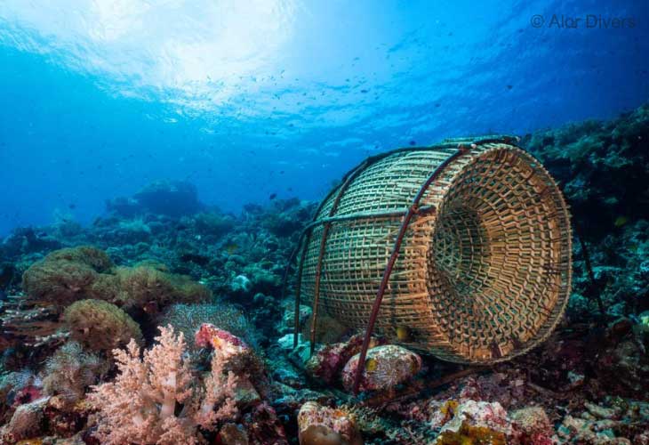 Diving-Alor-Coral-Reefs