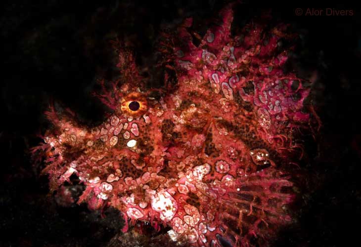 Muck-Diving-Alor