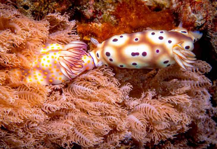 Muck-and-Macro-Nudibranch-Leopard-Chromodoris