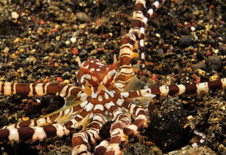 Muck-and-Macro-Octopus-Wonderpus