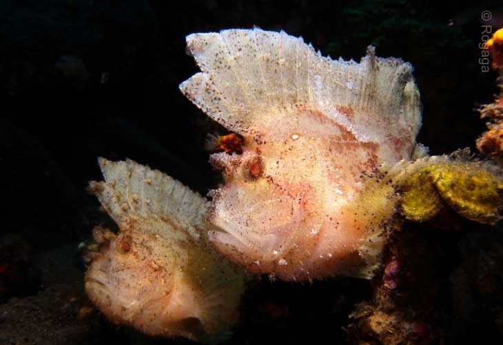 Muck-and-Macro-Scorpionfish-Leaf