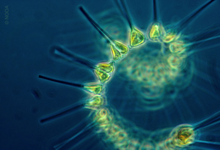 Role-of-Algae