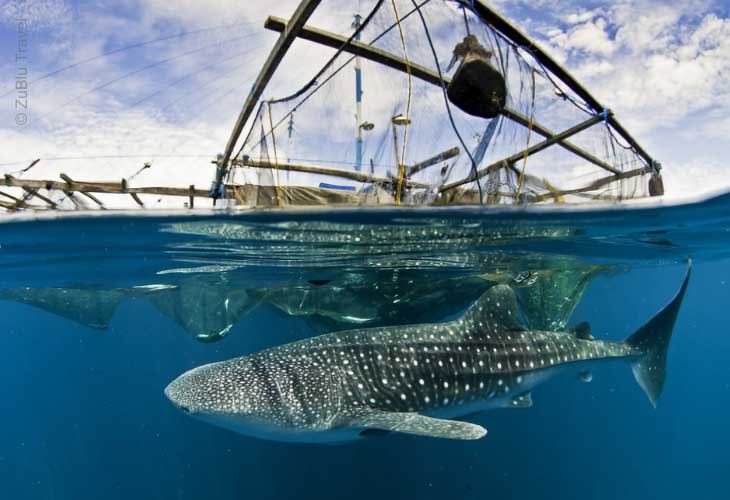 Cenderawasih-Bay-Whalesharks