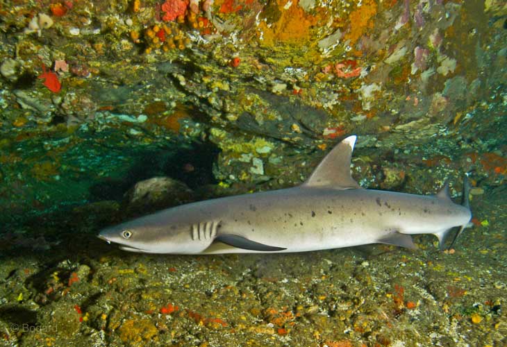 PADI AWARE Shark Conservation Specialty Course