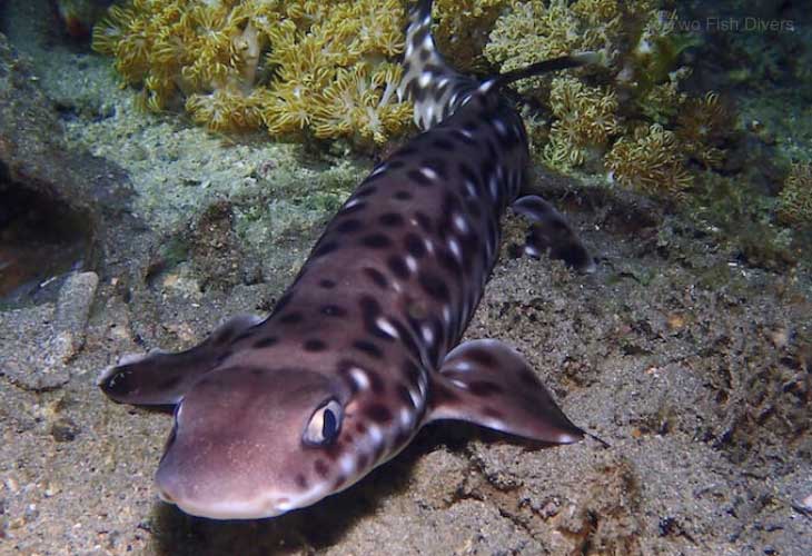 Shark-Diving-Catsharks