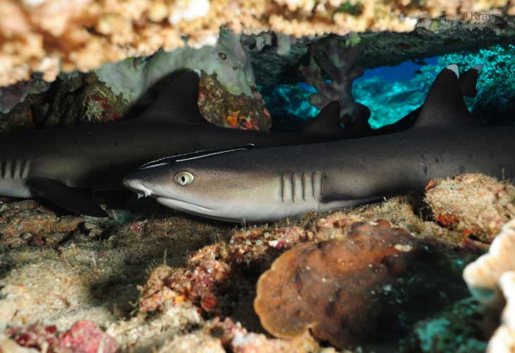 Shark-Diving-Reefshark