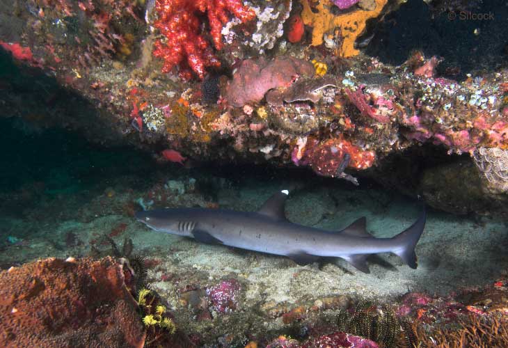 Sharks-Matter