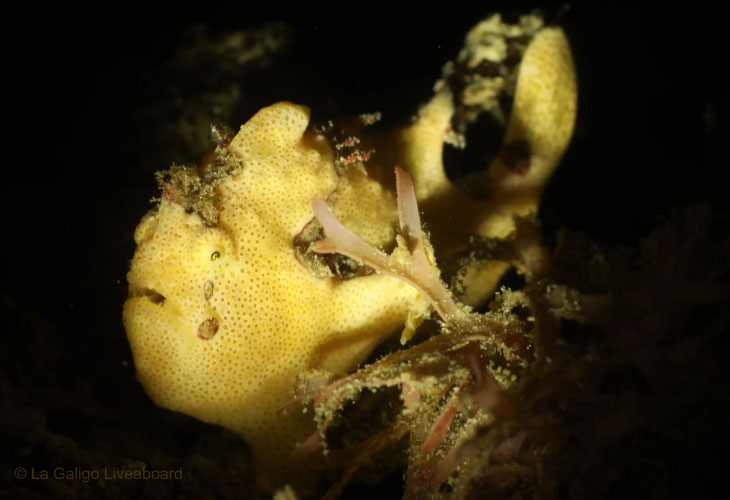Diving-Komodo-Frogfish