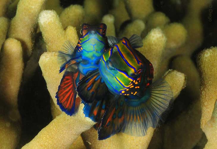 Nusa-Penida-&-Lembongan-Mandarinfish