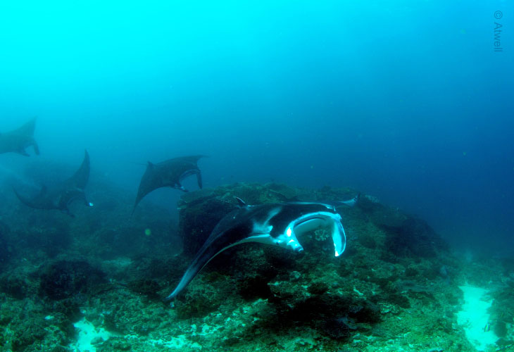 Nusa-Penida-&-Lembongan-Manta