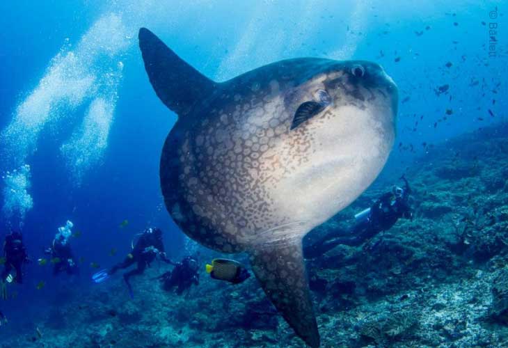 Nusa-Penida-&-Lembongan-Mola-Mola