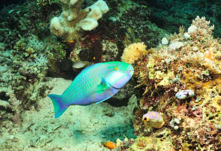 Parrotfish-Bleeker's