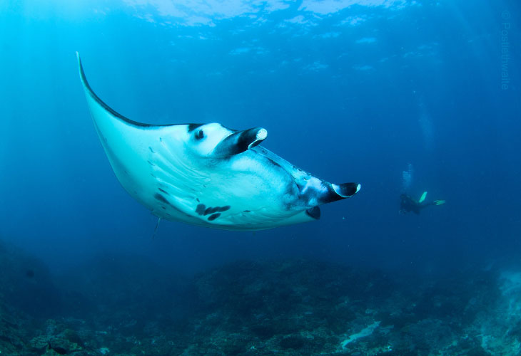 Manta-Rays-Birostris