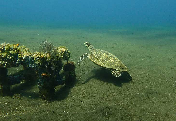 Artificial-Reef-in-Amed