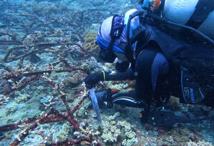 Artificial-Reefs