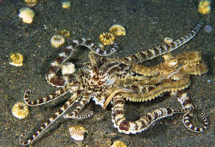 Couple-Octopus-Mating