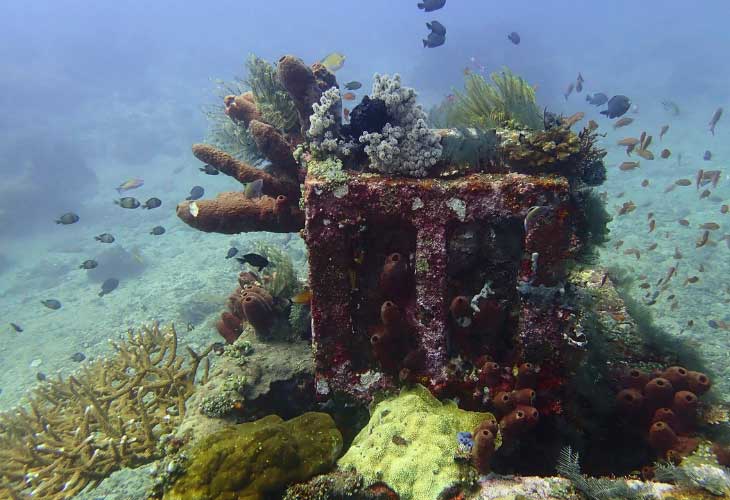 King-Reef-Artificial-with-Corals
