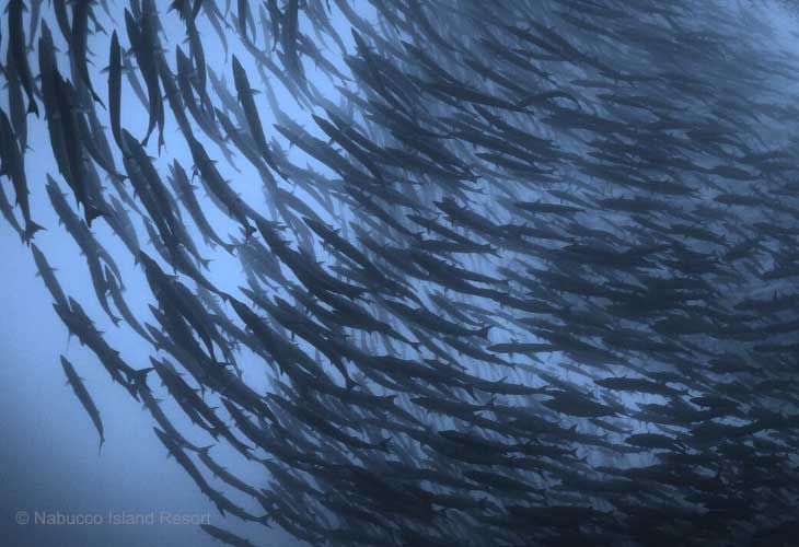 Maratua-Diving-Schools-of-Barracuda