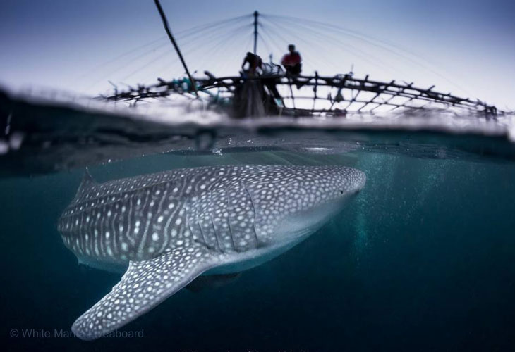 Maratua-Diving-Whale-Shark
